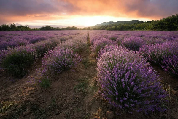 Lavender Field Blooming Purple Bushes Grown Cosmetic Purposes Sunset Time — Stock Photo, Image