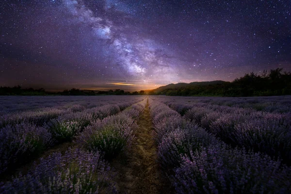 星空の下で化粧品目的のために栽培された紫色の茂みが咲く夜のラベンダー畑 — ストック写真