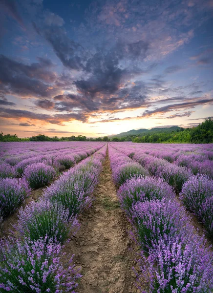 Campo Lavanda Com Arbustos Roxos Florescentes Cultivados Para Fins Cosméticos — Fotografia de Stock