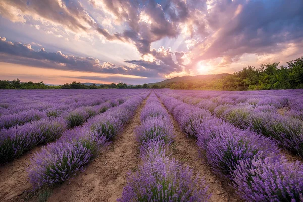 Campo Lavanda Con Arbustos Púrpuras Florecientes Cultivados Con Fines Cosméticos — Foto de Stock