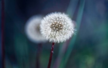 Beyaz tüylü karahindiba, doğal yeşil bulanık bahar arka planı, seçici odak.