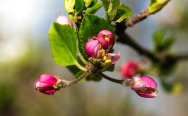 Narin pembe çiçekleri, tomurcukları ve taze yaprakları olan çiçek açan bir kiraz ağacının dalı. Güzel, hafif bahar çiçekli arka plan. Makro görünümü kapat