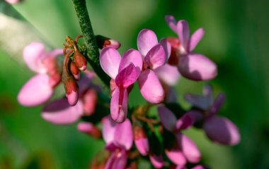 Narin pembe çiçekleri, tomurcukları ve taze yaprakları olan çiçek açan bir kiraz ağacının dalı. Güzel, hafif bahar çiçekli arka plan. Makro görünümü kapat