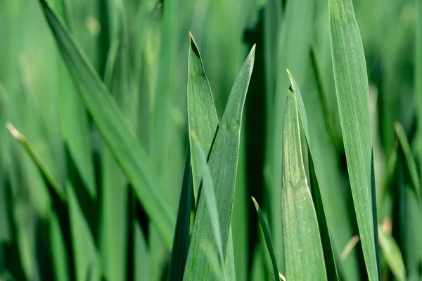 Closeup Lush Green Grass Meadow Pasture Blur Effect Macro Nature — Stock Photo, Image