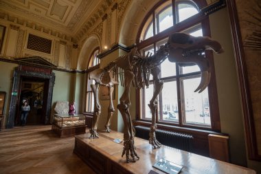 Viyana, Avusturya - 29.01.2020: Doğal Tarih Müzesi (Naturhistorisches Museum) iç kısımda. Dinozor ve mamut kemiklerinin sergilendiği en büyük ve eski müze.