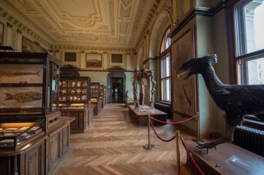Viyana, Avusturya - 29.01.2020: Doğal Tarih Müzesi (Naturhistorisches Museum) iç kısımda. Dinozor ve mamut kemiklerinin sergilendiği en büyük ve eski müze.