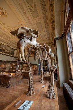 Viyana, Avusturya - 29.01.2020: Doğal Tarih Müzesi (Naturhistorisches Museum) iç kısımda. Dinozor ve mamut kemiklerinin sergilendiği en büyük ve eski müze.