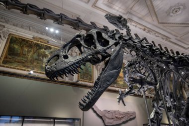 Viyana, Avusturya - 29.01.2020: Doğal Tarih Müzesi (Naturhistorisches Museum) iç kısımda. Dinozor ve mamut kemiklerinin sergilendiği en büyük ve eski müze.