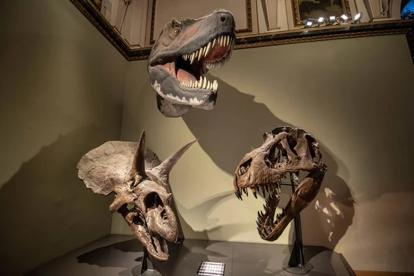 Viyana, Avusturya - 29.01.2020: Doğal Tarih Müzesi (Naturhistorisches Museum) iç kısımda. Dinozor ve mamut kemiklerinin sergilendiği en büyük ve eski müze.