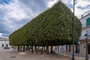 ALBEROBELLO, PUGLIA, ITALY - 14 Mart 2019: şehrin merkez meydanında yeşil ağaç. Devasa bir geometri formunda taç, ağaçların gövdelerinin üstündeki büyük yeşil kutu gibi görünüyor.. 