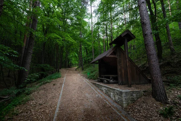 Zöld Erdő Fák Régi Fából Készült Fészer Vagy Ház Színes — Stock Fotó