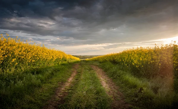 Rapeseed Field Sunset Blooming Canola Flowers Panorama Rape Field Summer — Stock Photo, Image