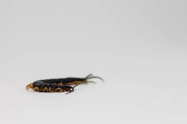 Black Terrestrial Centipede Insect Yellow Feet — Stock Photo, Image