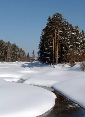 Vazoda Sarı laleler