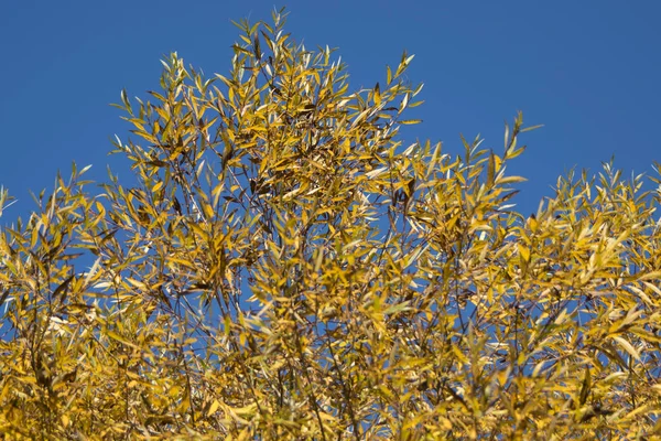 Sonbaharda Ağaçta Sarı Yapraklar — Stok fotoğraf