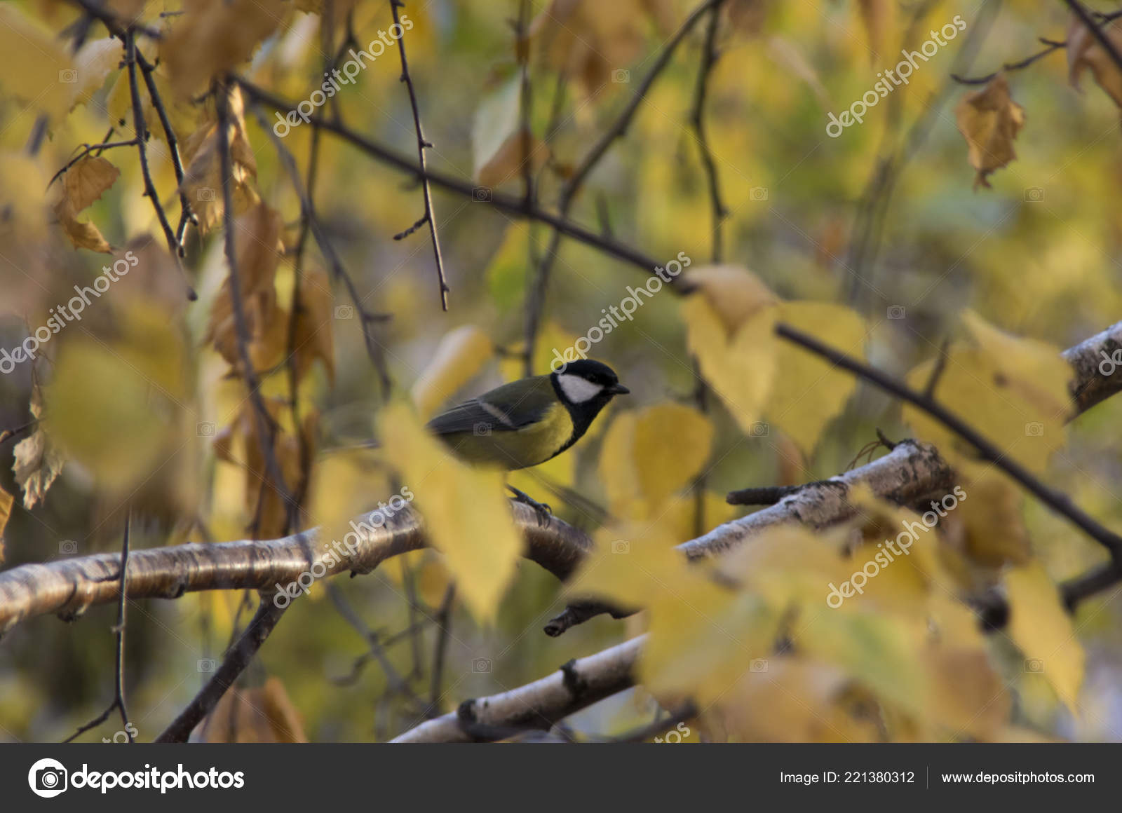 Oiseau Sur Arbre Pas Asseoir Sur Une Branche Photographie