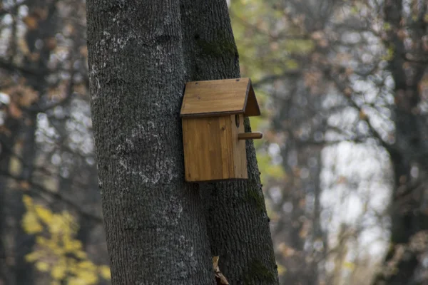 Parkban Egy Fán Kézzel Birdhouse — Stock Fotó