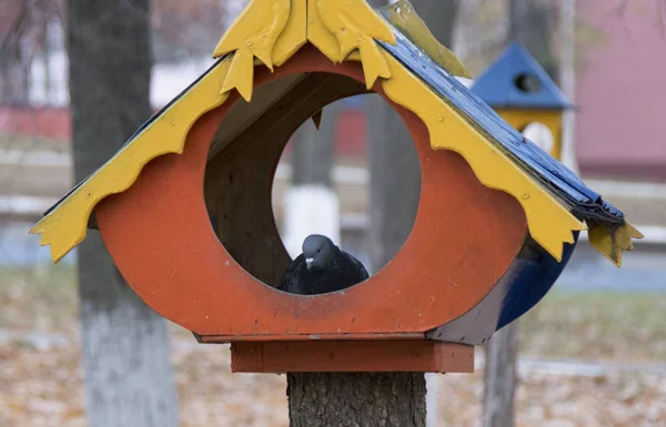 Parkban Birdhouse Galamb — Stock Fotó