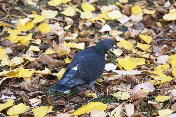 Dove Park Jesienne Liście — Zdjęcie stockowe