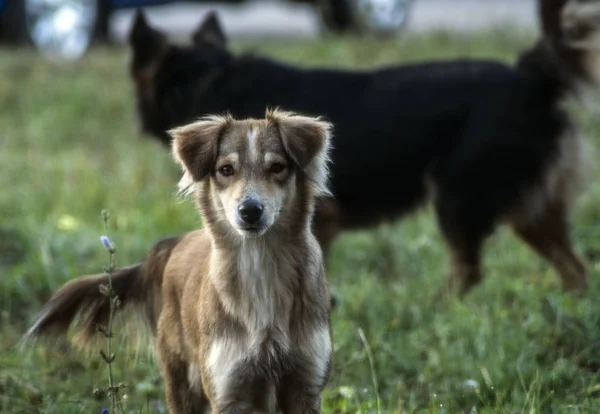 the street dog animal paws