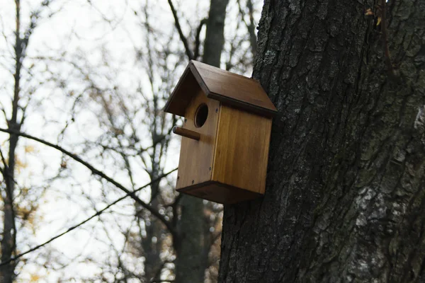 Parkta Ağaç Üzerinde Kuş Yuvası — Stok fotoğraf
