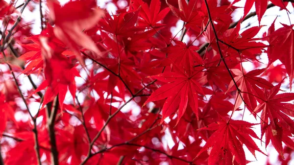 Vivid red-colored maple leafs. Red-colored leafs always represent the feeling of the autumn.