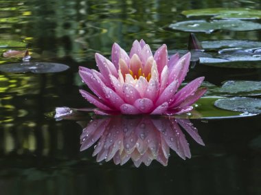 Bir güzel pembe Nilüfer 'Perry'nin turuncu günbatımı' hassas yaprakları ile bir su birikintisi arka plan koyu yaprakların üzerinde açılır. Nymphaea ve Nilüfer yapraklarının su damlaları ile kaplıdır.