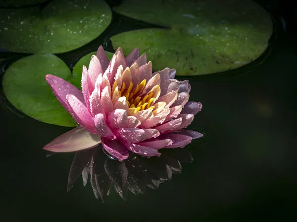 Water lily \'Perry\'s Orange Sunset\' in the sun sun. The nymphaea reflected in a pond on a black background. Covered with water drops