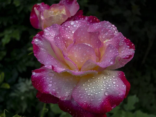 Rose \'Double Delight\' close-up. Pink with a yellow center on a black background. In natural sunlight with drops