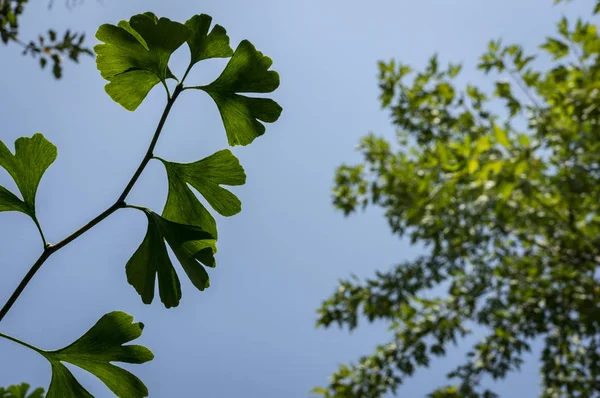 Brightly green carved leaves of Ginkgo biloba close-up against a background of blurry foliage. The natural light of the sunny day. The blue cloudless sky.