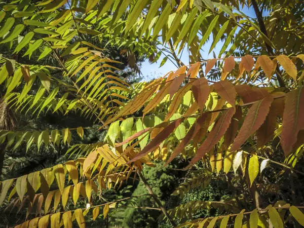 Autumn palette of colors and shades on the leaves of Rhus typhina (Staghorn sumac, Anacardiaceae). Red, orange, yellow and green leaves on the branches of sumac. Natural sunlight and the natural texture pattern background of the garden.