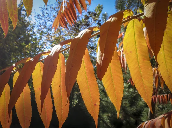 Autumn palette of colors and shades on the leaves of Rhus typhina (Staghorn sumac, Anacardiaceae). Red, orange, yellow and green leaves on the branches of sumac. Natural sunlight and the natural texture pattern background of the garden.