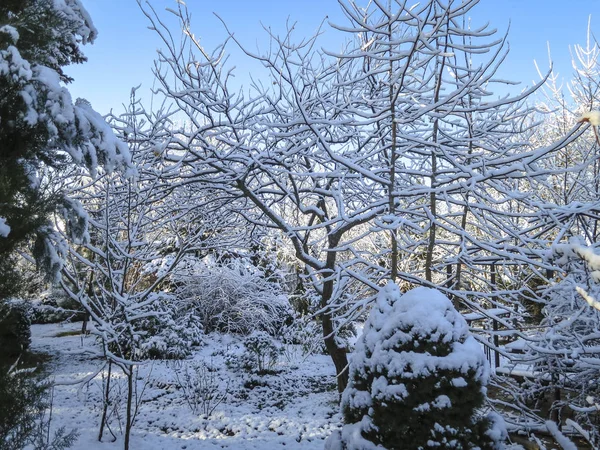 Snow-covered trees and shrubs. Branches of pine and thuja are covered with snow. Winter in the garden. Sunny winter day