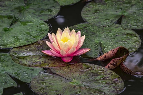 Morning magic of water lily Perry\'s Orange Sunset. Nymphaea in the pond on a background of dark green leaves, covered with raindrops.