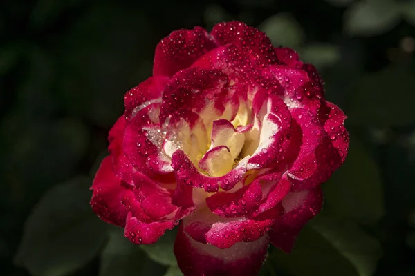 Macro of a tender rose Double Delight. Red petals are covered with raindrops or morning dew. Daylight. Nature concept for design