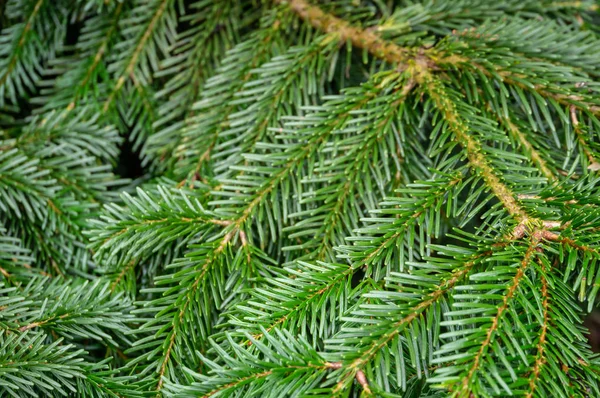 Dark green needles on the branches of coniferous tree fir Abies nordmanniana as dark green background. Close-up of branches Caucasian Fir or Christmas tree in natural sunlight. Place for your text.