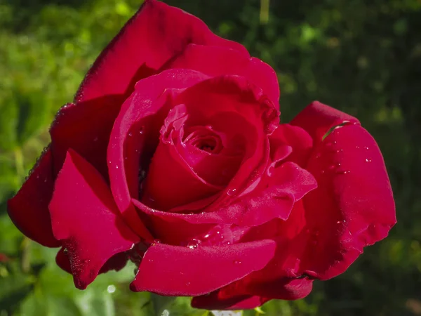 Luxurious bright red rose Red Star against the background of lush green garden. Rose petals with dew drops. Close-up. Selective focus. Romantic love theme.