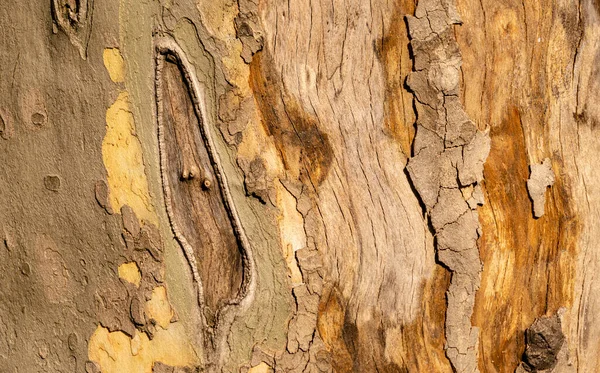 Nice texture of American Sycamore Tree (Platanus occidentalis, Plane-tree) bark. Natural green, yellow, gray and brown spotted platanus tree bark. Close-up of camouflage background for design