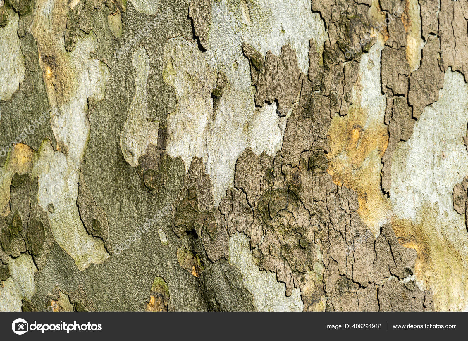 Nice Texture American Sycamore Tree Platanus Occidentalis Plane Tree Bark Stock Photo Image By C Marinodenisenko
