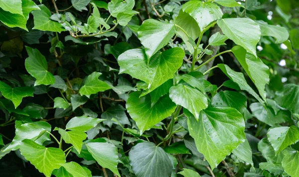 Green spring English ivy (Hedera helix, European ivy) with bright young leaves. Great covering and climbing plant. Nature concept for design. Selective focus