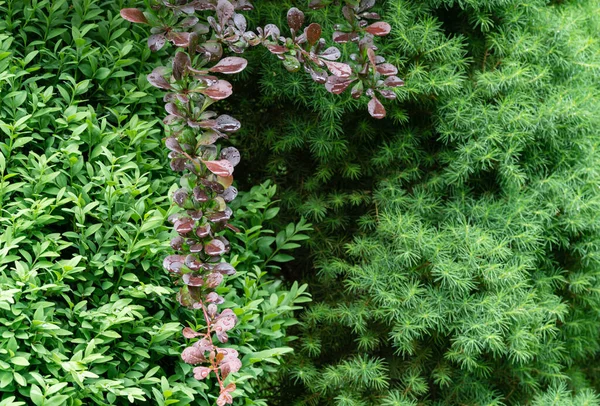Close-up of spring foliage of boxwood Buxus sempervirens with raindrops, branch barberry Berberis thunbergii Atropurpurea on blurred Canadian spruce Picea glauca Conica background. Place for your text — Stock Image Close Spring Foliage Boxwood Buxus Sempervirens Raindrops Branch Barberry Berberis Royalty Free Stock Photos
