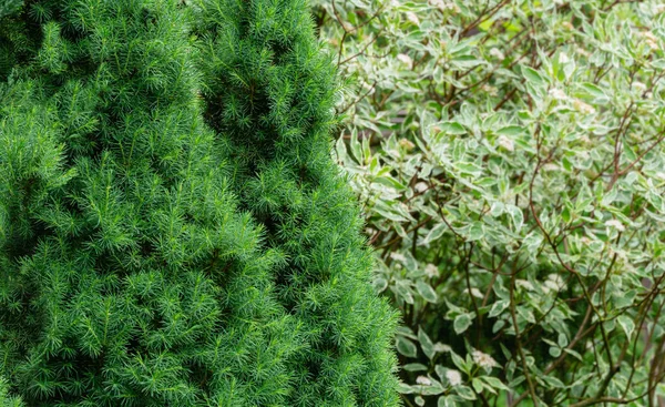 Close-up bright green short needles of Canadian spruce Picea glauca Conica on left on blurred background of variegated bush Cornus alba Elegantissima in right. Nature concept for design — Stock Image Close Bright Green Short Needles Canadian Spruce Picea Glauca Conica Stock Picture