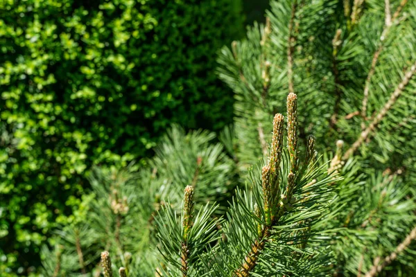 Pinus mugo Pumilio with beautiful young shoots. Close-up cultivar dwarf mountain pine green in sunny day. Place for your text. Small and fluffy. Nature concept for spring design — Stock Image Pinus Mugo Pumilio Beautiful Young Shoots Close Cultivar Dwarf Mountain Stock Image