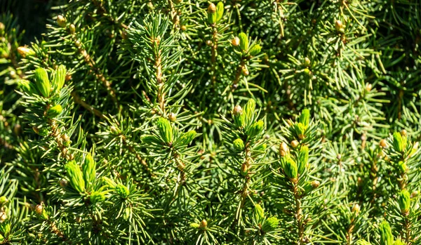 Canadian spruce Picea glauca Conica. Close-up bright green young short needles on blurred background. Nature concept for design. Place for your text. Selective focus — Stock Image Canadian Spruce Picea Glauca Conica Close Bright Green Young Short Royalty Free Stock Images