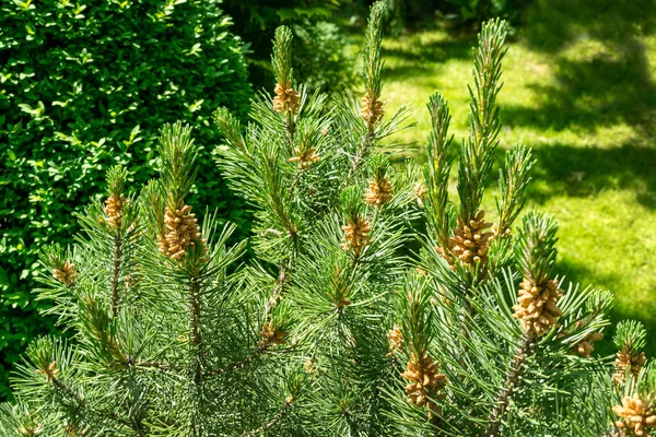 Pinus mugo Pumilio with beautiful young shoots and male cones. Close-up cultivar dwarf mountain pine green in sunny day. Place for your text. Small and fluffy. Nature concept for spring design — Stock Image Pinus Mugo Pumilio Beautiful Young Shoots Male Cones Close Cultivar Royalty Free Stock Photos
