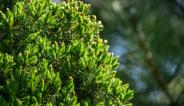 Canadian spruce Picea glauca Conica in focus on left. Close-up bright green young short needles on blurred background. Nature concept for design. Place for your text. Selective focus — Stock Image Canadian Spruce Picea Glauca Conica Focus Left Close Bright Green Stock Photo