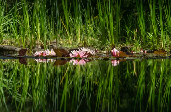 Magical garden pond with blooming water lilies and lotuses. Flowers and pond plants are reflected in water surface of pond. Atmosphere of relaxation, tranquility and happiness