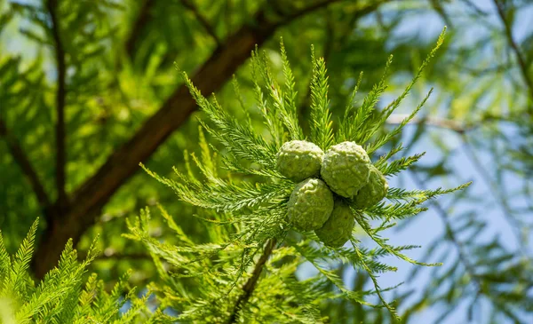 Close-up of cones and graceful foliage Bald Cypress Taxodium Distichum (swamp, white-cypress, gulf or tidewater red cypress) in public landscape city Park Krasnodar or Galitsky Park in autumn 2020