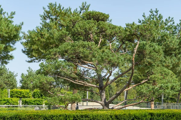 Beautiful bonsai pine tree ( Pinus sylvestris) with lush needles in public landscape city Park Krasnodar or Galitsky Park in sunny autumn September 2020 — Stock Image Beautiful Bonsai Pine Tree Pinus Sylvestris Lush Needles Public Landscape Stock Photo