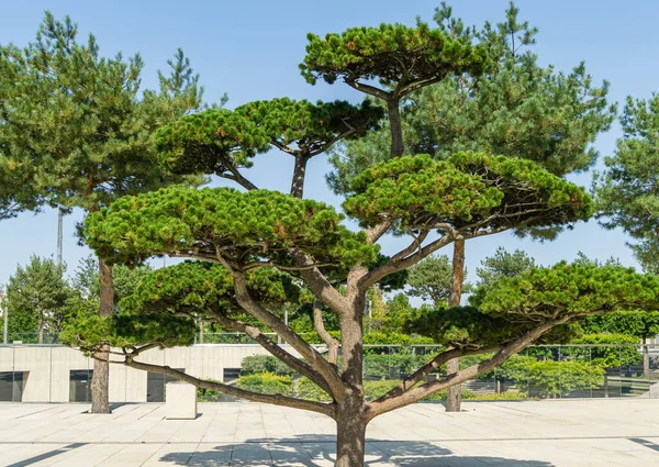 Beautiful bonsai pine tree (Pinus mugo or mountain pine) with lush needles in public landscape city Park Krasnodar or Galitsky Park in sunny autumn 2020 — Stock Image Beautiful Bonsai Pine Tree Pinus Mugo Mountain Pine Lush Needles Royalty Free Stock Images